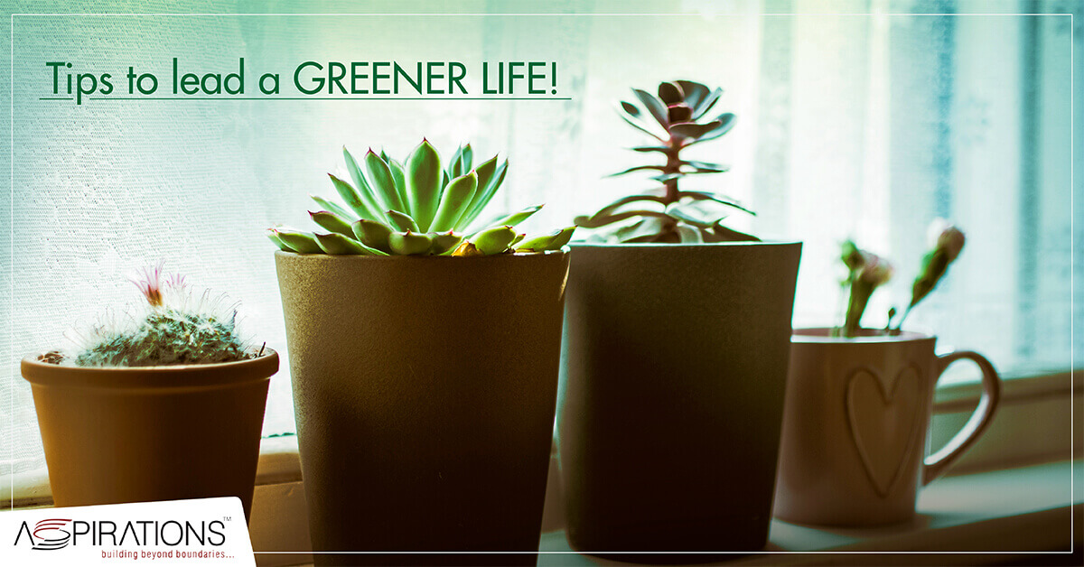 A Greener Life: Choose these Affordable Plants to Decorate your Home